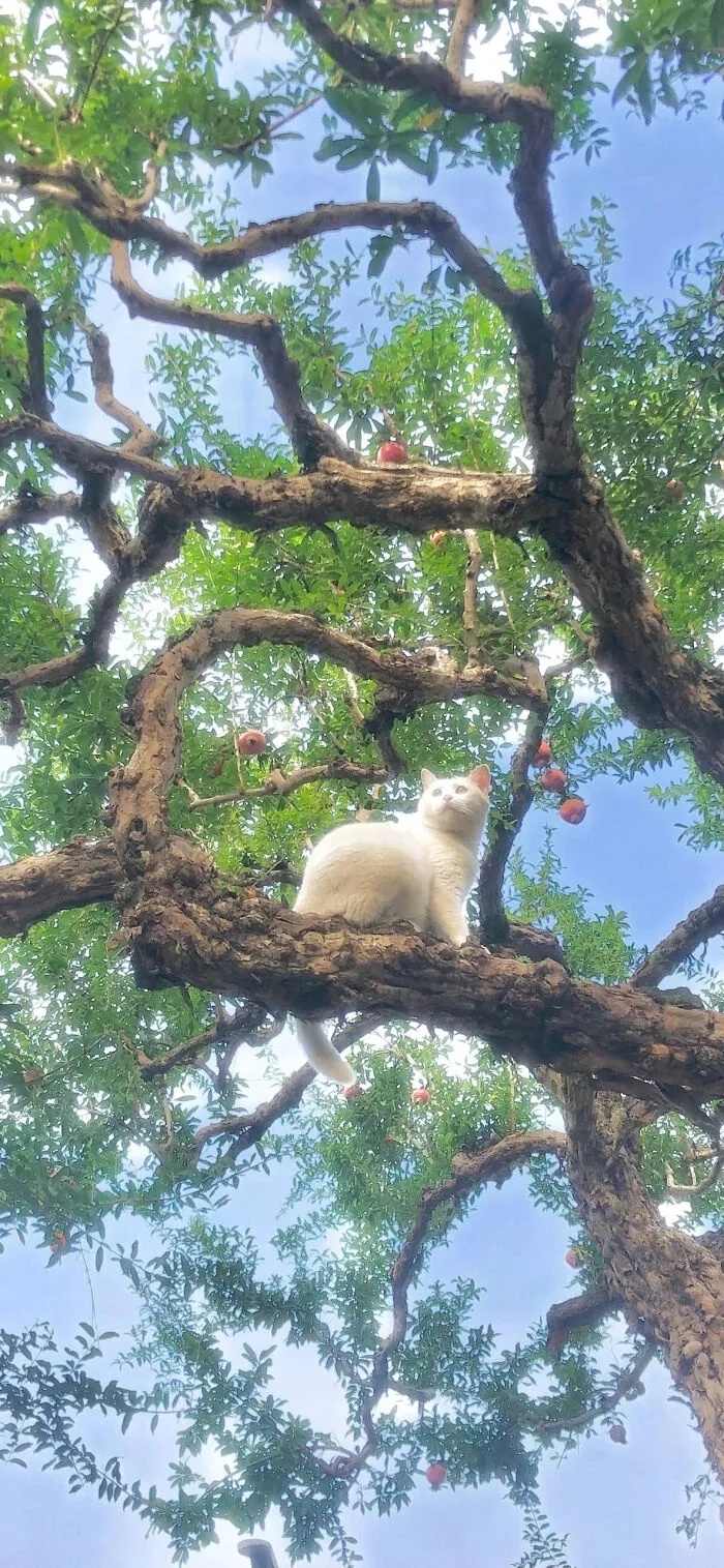 【壁纸】风景和好看的小姐姐系列2